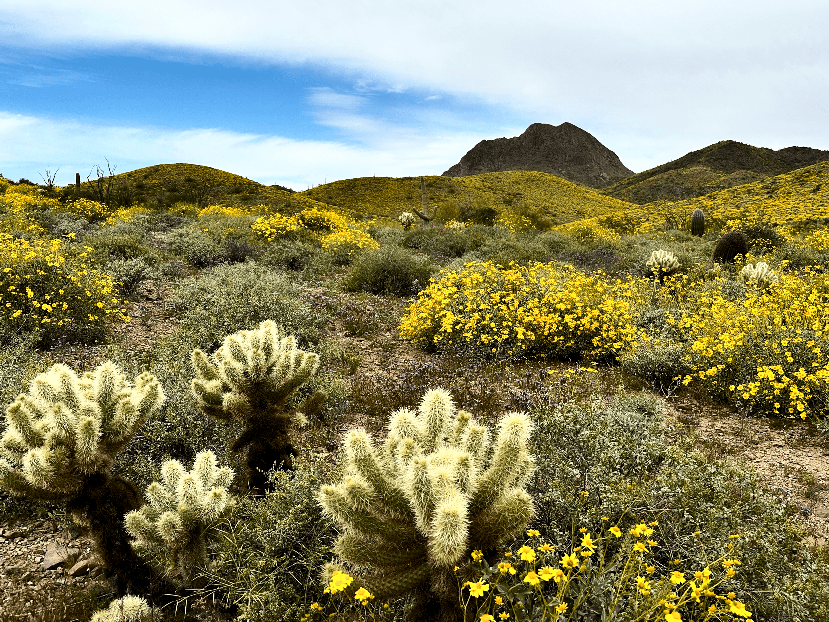 Gavilan Peak