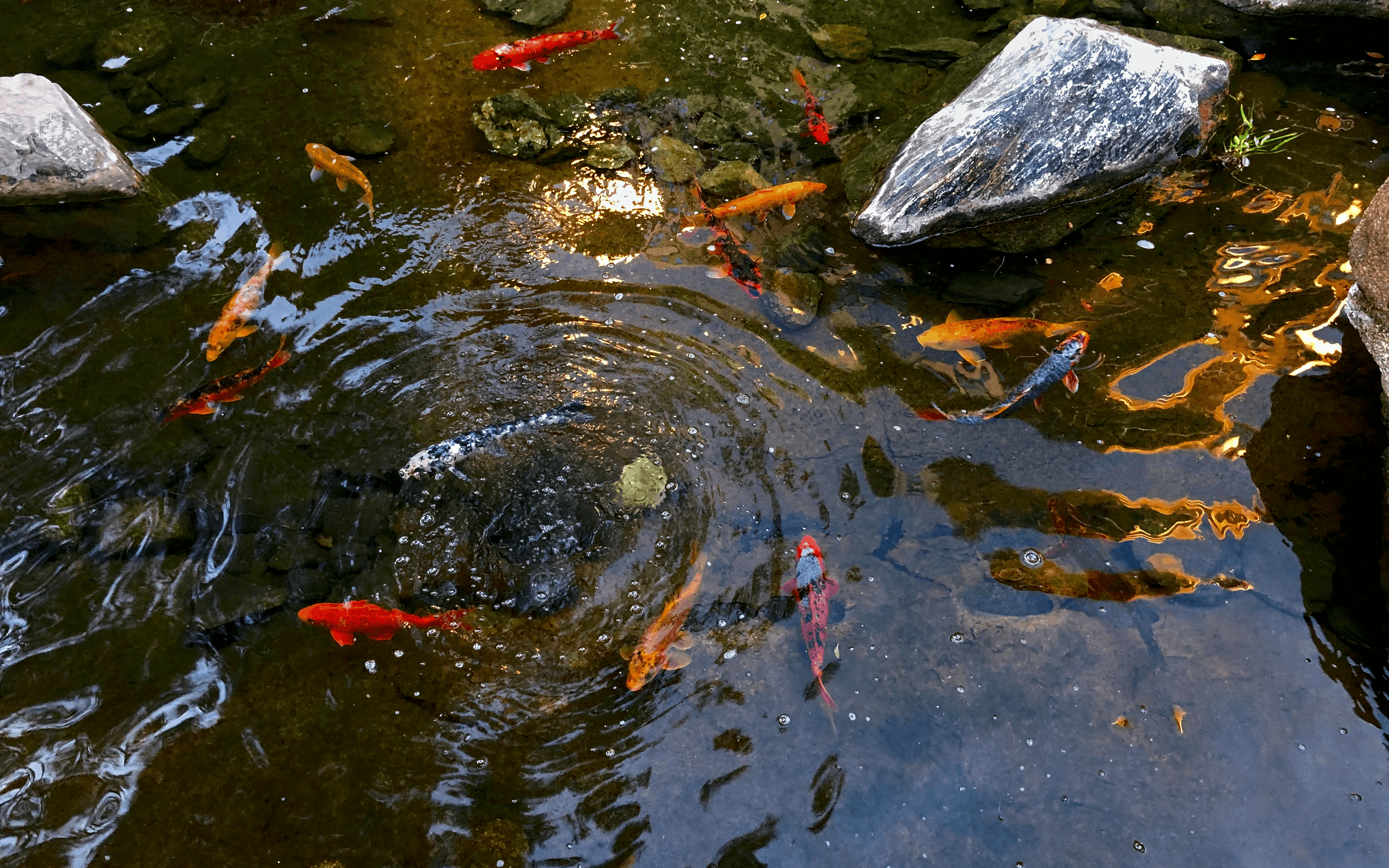 Circle of Koi