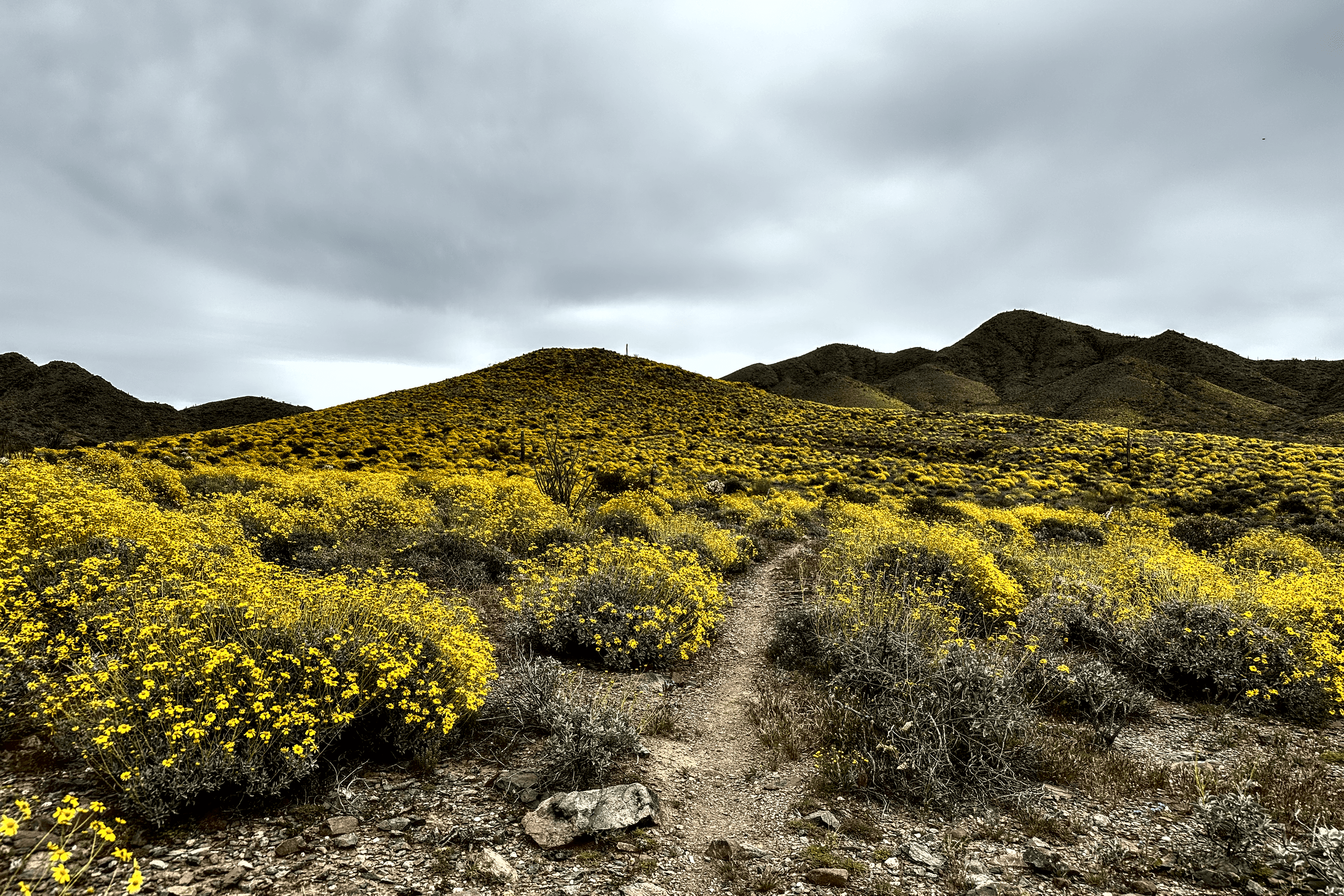 Brittlebush Hill