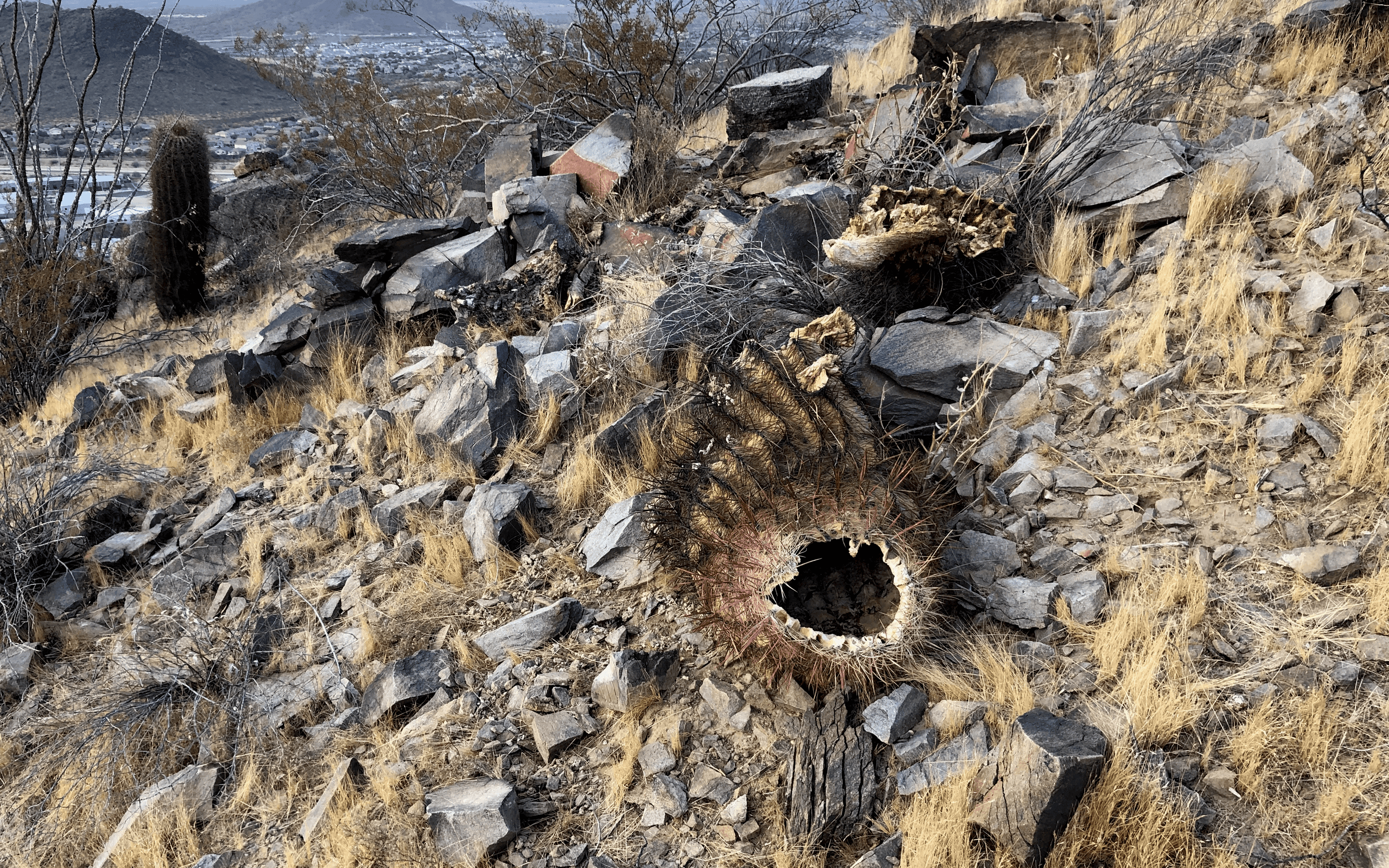 Barrel Cactus ror Sale