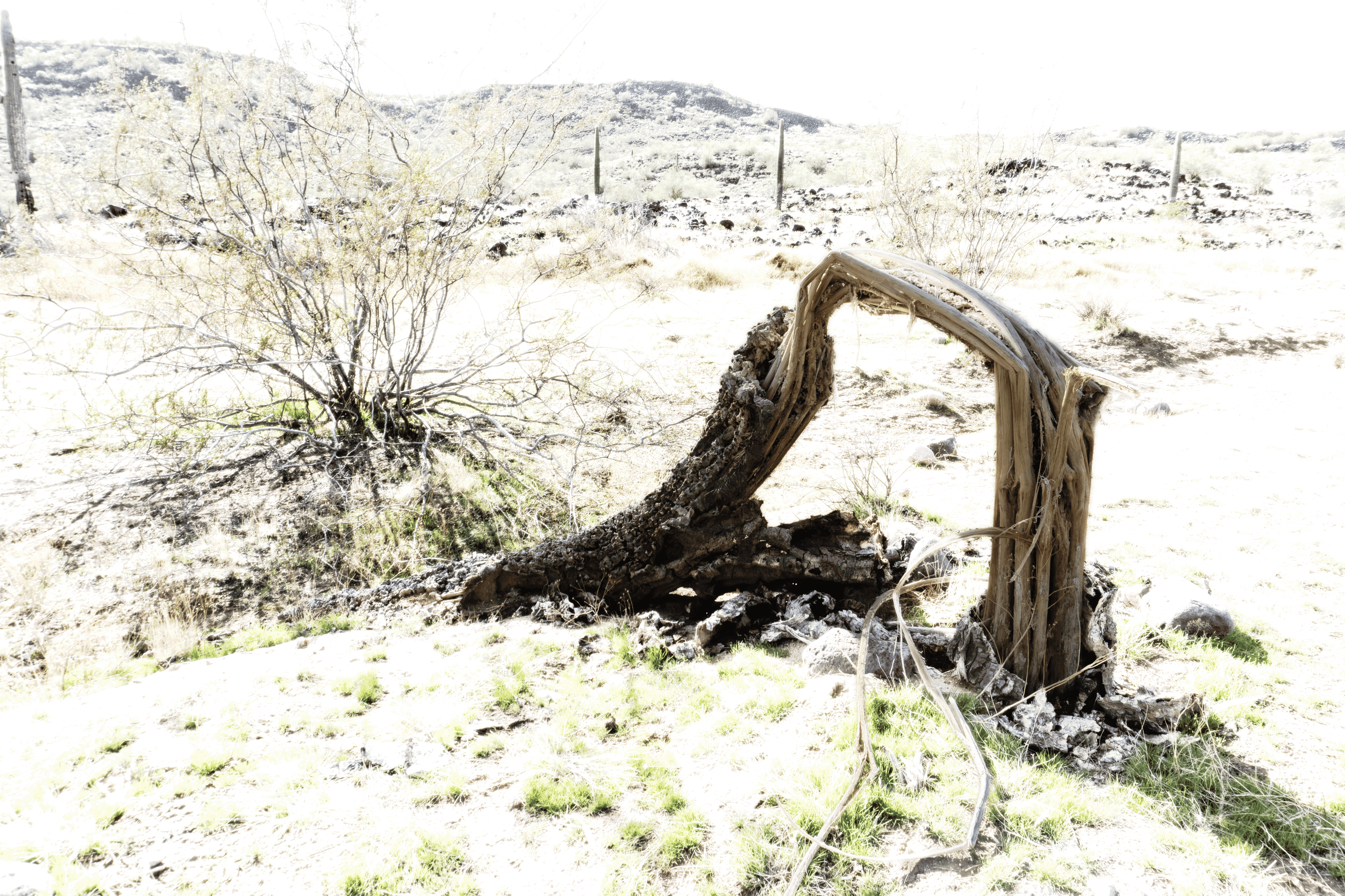 Brief Memorial for a Cactus