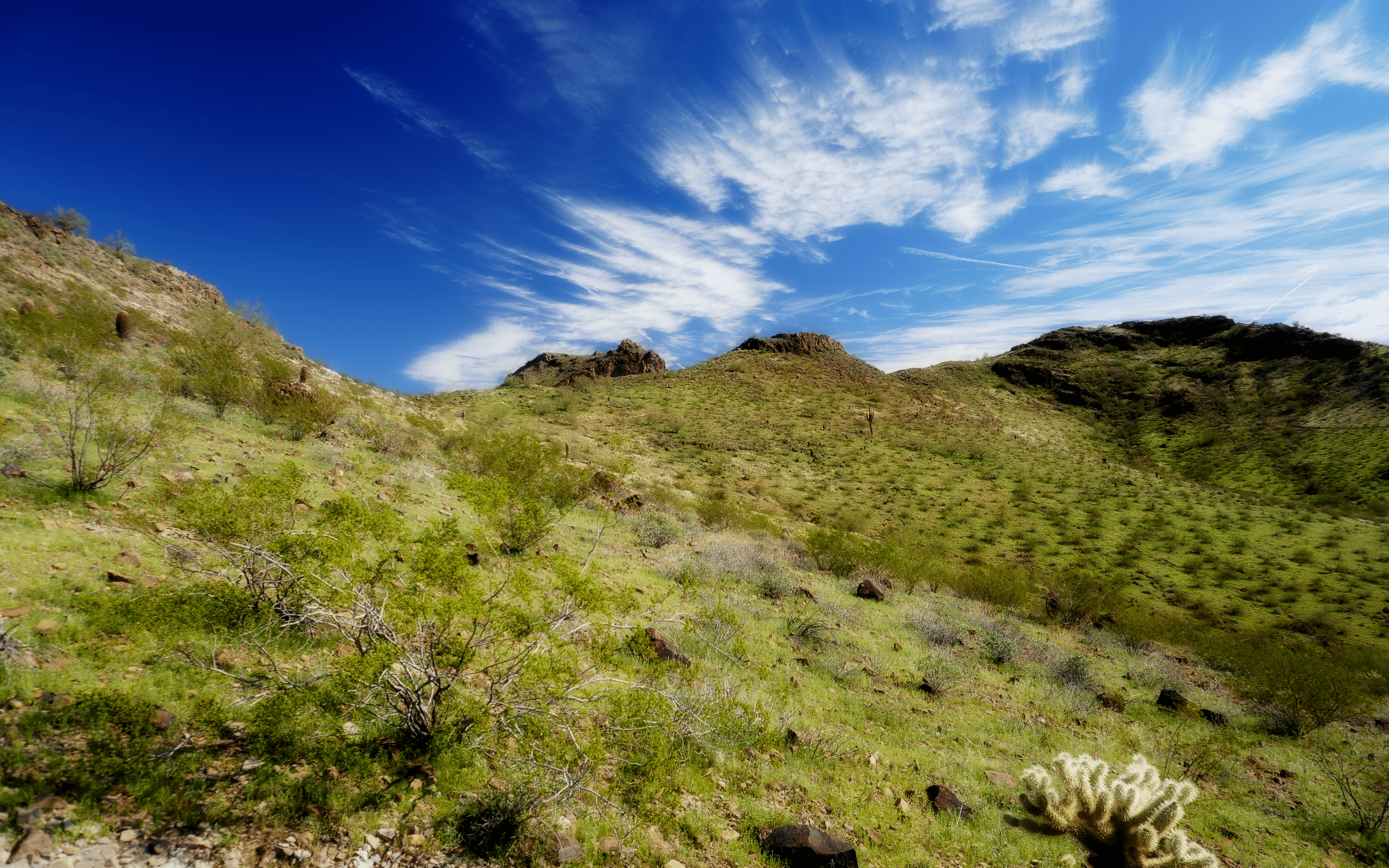 Ephemeral Greenscape