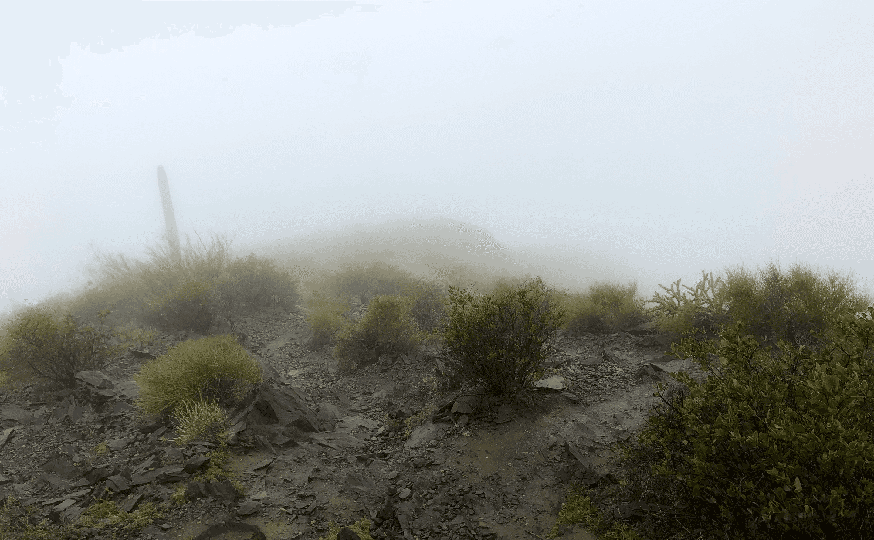 Saguaro in the Mist