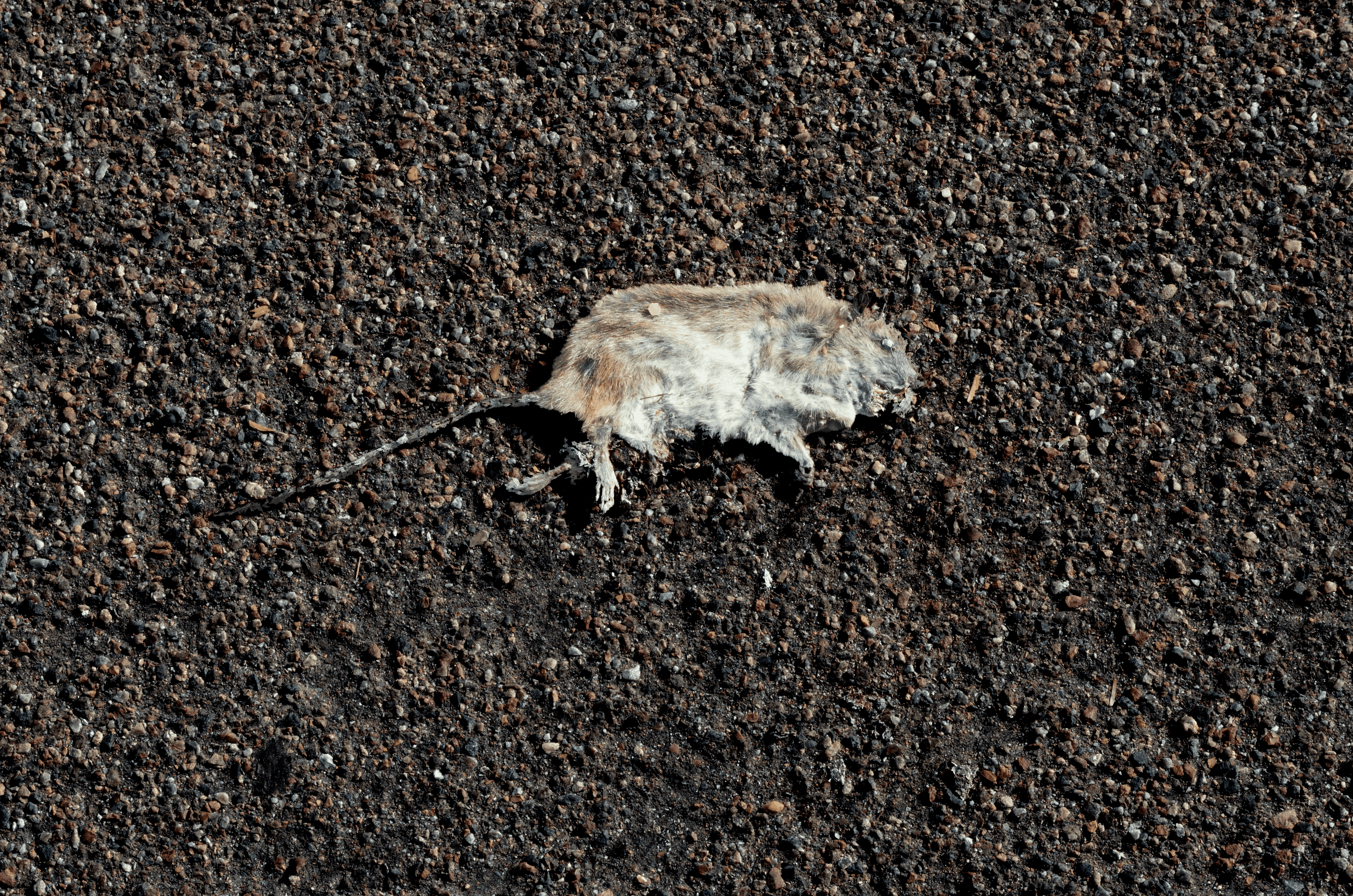 Rodent in 2 Dimensions