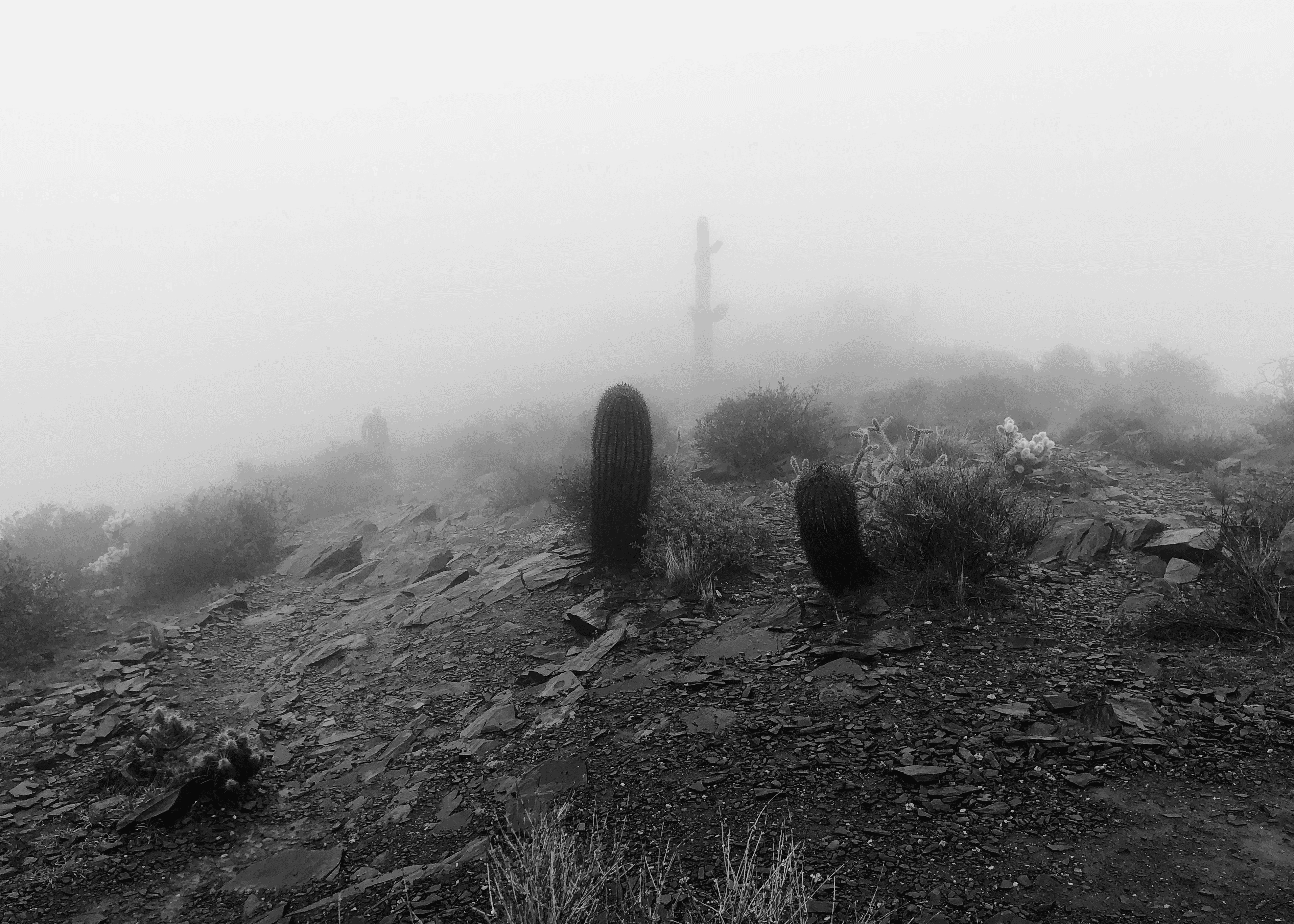 Cactus Cloud Walk